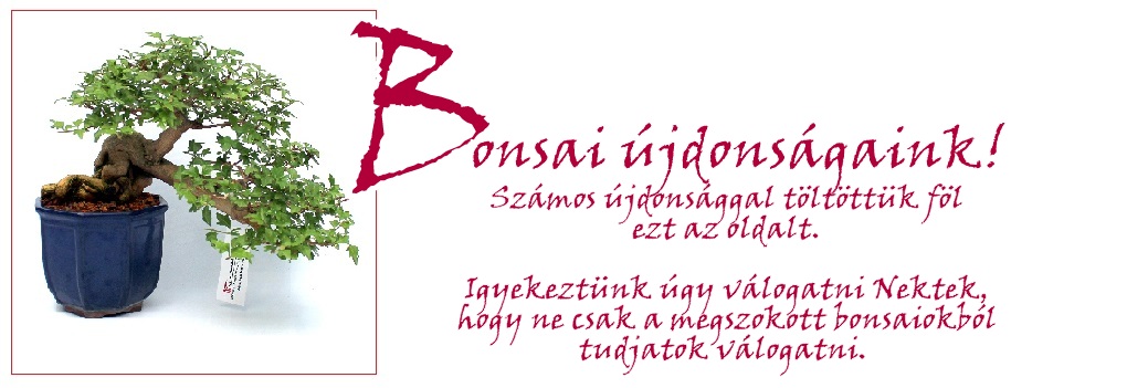 bonsai kulonlegessegek, bonsai ritkasagok, bonsai eloanyagok, prebonsaiok, bonsai vasarlas, bonsai rendeles, bonsai webaruhaz, marczika, bonsai, studio